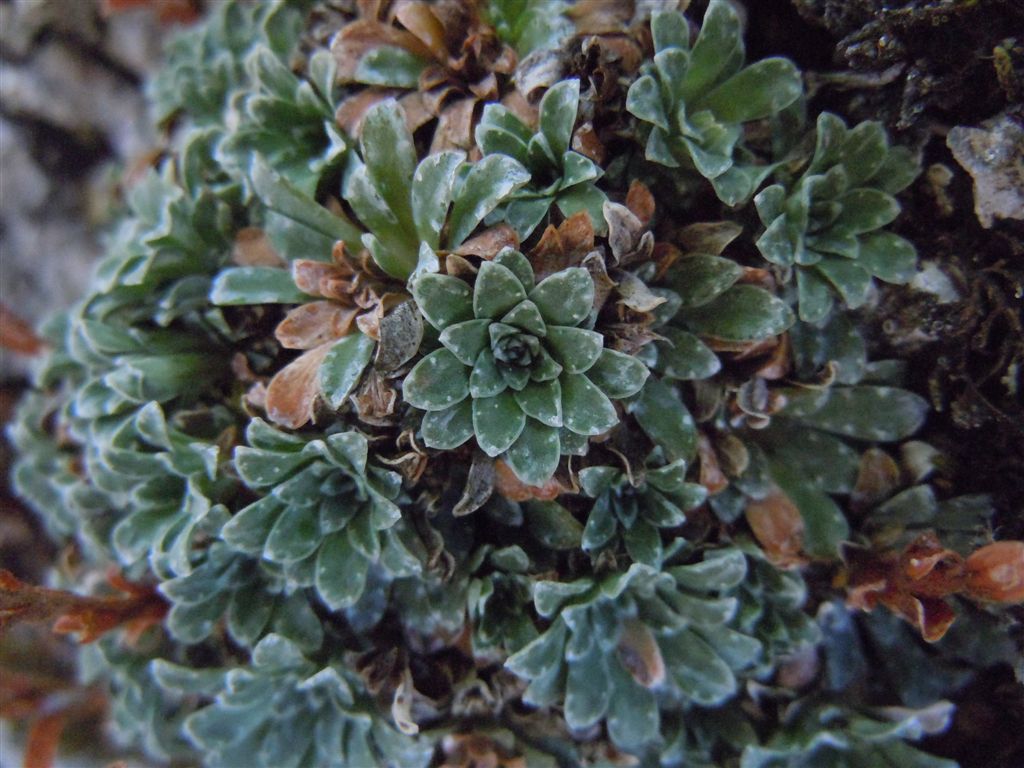Colle Rotondo (AQ) : Saxifraga porophylla